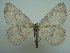  ( - KLM Lep 06278)  @13 [ ] CreativeCommons - Attribution Non-Commercial Share-Alike (2015) Christian Wieser Landesmuseum Kärnten
