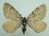  (Entephria olgae - KLM Lep 06290)  @13 [ ] CreativeCommons - Attribution Non-Commercial Share-Alike (2015) Christian Wieser Landesmuseum Kärnten