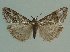  (Evergestis lichenalis - KLM Lep 06338)  @14 [ ] CreativeCommons - Attribution Non-Commercial Share-Alike (2015) Christian Wieser Landesmuseum Kärnten