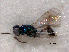  (Achrysocharoides mediocarinatus - RMNH.INS.100203)  @12 [ ] CreativeCommons - Attribution Non-Commercial Share-Alike (2016) Unspecified Naturalis Biodiversity Center