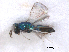  ( - RMNH.INS.100383)  @12 [ ] CreativeCommons - Attribution Non-Commercial Share-Alike (2016) Unspecified Naturalis Biodiversity Center