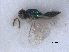  ( - RMNH.INS.100416)  @12 [ ] CreativeCommons - Attribution Non-Commercial Share-Alike (2016) Unspecified Naturalis Biodiversity Center