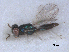  ( - RMNH.INS.100417)  @12 [ ] CreativeCommons - Attribution Non-Commercial Share-Alike (2016) Unspecified Naturalis Biodiversity Center