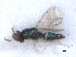  ( - RMNH.INS.100419)  @12 [ ] CreativeCommons - Attribution Non-Commercial Share-Alike (2016) Unspecified Naturalis Biodiversity Center