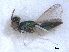  ( - RMNH.INS.100420)  @12 [ ] CreativeCommons - Attribution Non-Commercial Share-Alike (2016) Unspecified Naturalis Biodiversity Center