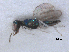  ( - RMNH.INS.100421)  @12 [ ] CreativeCommons - Attribution Non-Commercial Share-Alike (2016) Unspecified Naturalis Biodiversity Center