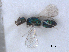  ( - RMNH.INS.100434)  @12 [ ] CreativeCommons - Attribution Non-Commercial Share-Alike (2016) Unspecified Naturalis Biodiversity Center