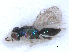  ( - RMNH.INS.100478)  @12 [ ] CreativeCommons - Attribution Non-Commercial Share-Alike (2016) Unspecified Naturalis Biodiversity Center