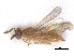  ( - RMNH.INS.100594)  @12 [ ] CreativeCommons - Attribution Non-Commercial Share-Alike (2016) Unspecified Naturalis Biodiversity Center