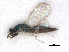  ( - RMNH.INS.100621)  @11 [ ] CreativeCommons - Attribution Non-Commercial Share-Alike (2016) Unspecified Naturalis Biodiversity Center