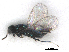  ( - RMNH.INS.100629)  @11 [ ] CreativeCommons - Attribution Non-Commercial Share-Alike (2016) Unspecified Naturalis Biodiversity Center