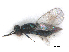  ( - RMNH.INS.100632)  @11 [ ] CreativeCommons - Attribution Non-Commercial Share-Alike (2016) Unspecified Naturalis Biodiversity Center