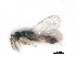  ( - RMNH.INS.100635)  @12 [ ] CreativeCommons - Attribution Non-Commercial Share-Alike (2016) Unspecified Naturalis Biodiversity Center