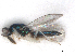  ( - RMNH.INS.100636)  @12 [ ] CreativeCommons - Attribution Non-Commercial Share-Alike (2016) Unspecified Naturalis Biodiversity Center