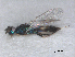  ( - RMNH.INS.100729)  @11 [ ] CreativeCommons - Attribution Non-Commercial Share-Alike (2016) Unspecified Naturalis Biodiversity Center