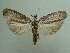  ( - KLM Lep 06068)  @13 [ ] CreativeCommons - Attribution Non-Commercial Share-Alike (2016) Christian Wieser Landesmuseum Kärnten