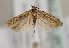  (Scrobipalpa optima - TLMF Lep 21821)  @13 [ ] CreativeCommons - Attribution Non-Commercial Share-Alike (2017) Peter Huemer Tiroler Landesmuseum