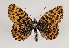  (Boloria dia - TLMF Lep 22231)  @15 [ ] CreativeCommons - Attribution Non-Commercial Share-Alike (2017) Peter Huemer Tiroler Landesmuseum