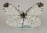  ( - TLMF Lep 22421)  @14 [ ] CreativeCommons - Attribution Non-Commercial Share-Alike (2017) Peter Huemer Tiroler Landesmuseum
