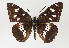  (Limenitis reducta - TLMF Lep 22552)  @14 [ ] CreativeCommons - Attribution Non-Commercial Share-Alike (2017) Peter Huemer Tiroler Landesmuseum