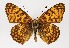  (Melitaea - TLMF Lep 22562)  @15 [ ] CreativeCommons - Attribution Non-Commercial Share-Alike (2017) Peter Huemer Tiroler Landesmuseum