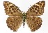  (Argynnis paphia - TLMF Lep 22601)  @15 [ ] CreativeCommons - Attribution Non-Commercial Share-Alike (2017) Peter Huemer Tiroler Landesmuseum