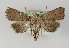  ( - TLMF Lep 22642)  @11 [ ] CreativeCommons - Attribution Non-Commercial Share-Alike (2017) Peter Huemer Tiroler Landesmuseum