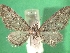  (Eupithecia pimpinellataAH01Ch - KLM Lep 08669)  @13 [ ] CreativeCommons - Attribution Non-Commercial Share-Alike (2017) Christian Wieser Tiroler Landesmuseum