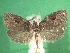  ( - KLM Lep 08680)  @11 [ ] CreativeCommons - Attribution Non-Commercial Share-Alike (2017) Christian Wieser Tiroler Landesmuseum