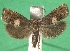 ( - KLM Lep 08695)  @13 [ ] CreativeCommons - Attribution Non-Commercial Share-Alike (2017) Christian Wieser Tiroler Landesmuseum