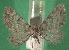  ( - KLM Lep 08696)  @12 [ ] CreativeCommons - Attribution Non-Commercial Share-Alike (2017) Christian Wieser Tiroler Landesmuseum