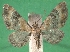  ( - KLM Lep 08706)  @13 [ ] CreativeCommons - Attribution Non-Commercial Share-Alike (2017) Christian Wieser Tiroler Landesmuseum