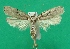  ( - KLM Lep 08747)  @14 [ ] CreativeCommons - Attribution Non-Commercial Share-Alike (2017) Christian Wieser Tiroler Landesmuseum