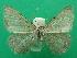  ( - KLM Lep 08754)  @13 [ ] CreativeCommons - Attribution Non-Commercial Share-Alike (2017) Christian Wieser Tiroler Landesmuseum