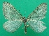  (Entephria occata - KLM Lep 08760)  @13 [ ] CreativeCommons - Attribution Non-Commercial Share-Alike (2017) Christian Wieser Tiroler Landesmuseum