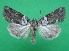  ( - KLM Lep 08762)  @13 [ ] CreativeCommons - Attribution Non-Commercial Share-Alike (2018) Christian Wieser Landesmuseum Kärnten