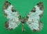  ( - KLM Lep 08765)  @11 [ ] CreativeCommons - Attribution Non-Commercial Share-Alike (2018) Christian Wieser Landesmuseum Kärnten