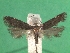  ( - KLM Lep 08799)  @13 [ ] CreativeCommons - Attribution Non-Commercial Share-Alike (2018) Christian Wieser Landesmuseum Kärnten