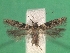  ( - KLM Lep 08818)  @11 [ ] CreativeCommons - Attribution Non-Commercial Share-Alike (2018) Christian Wieser Landesmuseum Kärnten