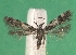  ( - KLM Lep 08826)  @13 [ ] CreativeCommons - Attribution Non-Commercial Share-Alike (2018) Christian Wieser Landesmuseum Kärnten