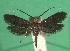  ( - KLM Lep 08841)  @11 [ ] CreativeCommons - Attribution Non-Commercial Share-Alike (2018) Christian Wieser Landesmuseum Kärnten