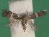  ( - KLM Lep 12327)  @12 [ ] CreativeCommons - Attribution Non-Commercial Share-Alike (2018) Christian Wieser Landesmuseum Kärnten