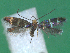  (Micropterix huemeri - KLM Lep 12375)  @11 [ ] CreativeCommons - Attribution Non-Commercial Share-Alike (2018) Christian Wieser Landesmuseum Kärnten