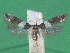  ( - KLM Lep 12390)  @12 [ ] CreativeCommons - Attribution Non-Commercial Share-Alike (2018) Christian Wieser Landesmuseum Kärnten