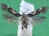  ( - KLM Lep 12397)  @13 [ ] CreativeCommons - Attribution Non-Commercial Share-Alike (2018) Christian Wieser Landesmuseum Kärnten