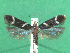  ( - KLM Lep 12412)  @13 [ ] CreativeCommons - Attribution Non-Commercial Share-Alike (2018) Christian Wieser Landesmuseum Kärnten