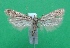  ( - KLM Lep 12416)  @11 [ ] CreativeCommons - Attribution Non-Commercial Share-Alike (2018) Christian Wieser Landesmuseum Kärnten