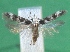  ( - KLM Lep 12438)  @11 [ ] CreativeCommons - Attribution Non-Commercial Share-Alike (2018) Christian Wieser Landesmuseum Kärnten