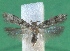  ( - KLM Lep 12441)  @11 [ ] CreativeCommons - Attribution Non-Commercial Share-Alike (2018) Christian Wieser Landesmuseum Kärnten