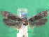  ( - KLM Lep 12462)  @13 [ ] CreativeCommons - Attribution Non-Commercial Share-Alike (2018) Christian Wieser Landesmuseum Kärnten